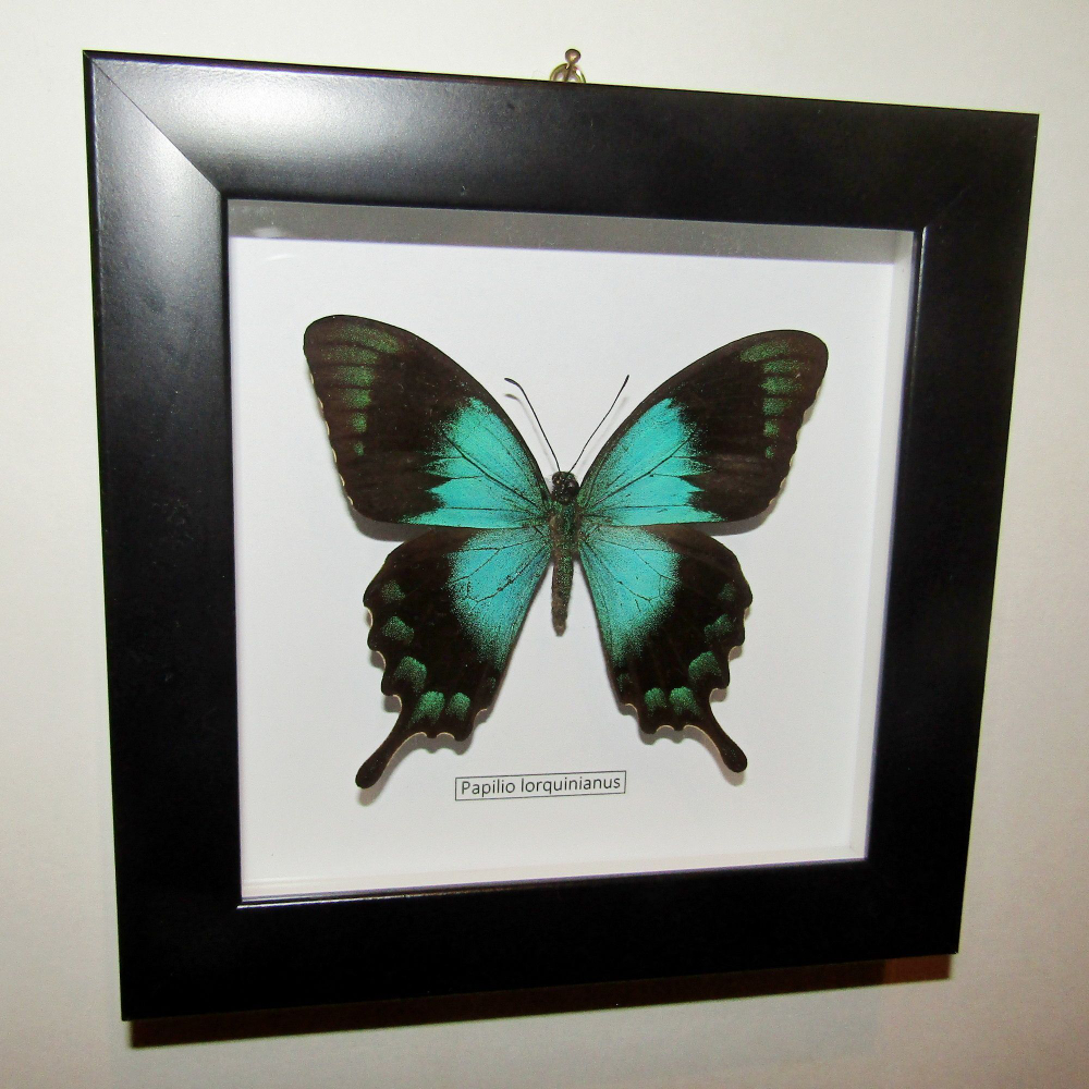 Бабочка Papilio lorquinnianus в рамке