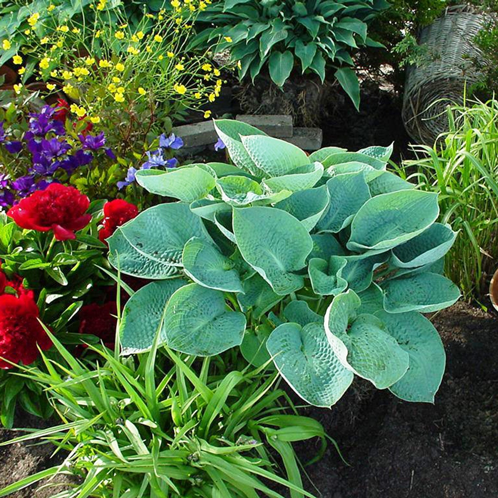 Хоста Биг Дэдди (Big Daddy)