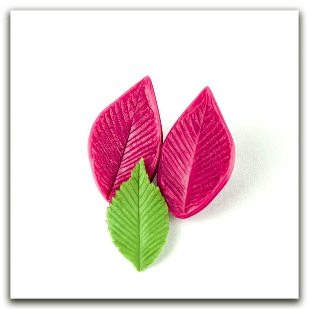 Лист молодого вяза