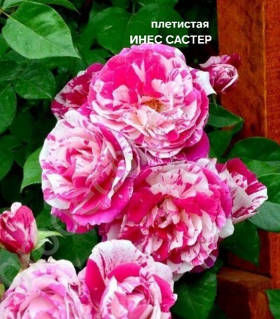 Саженцы роз плетистая ИНЕС САСТЕР