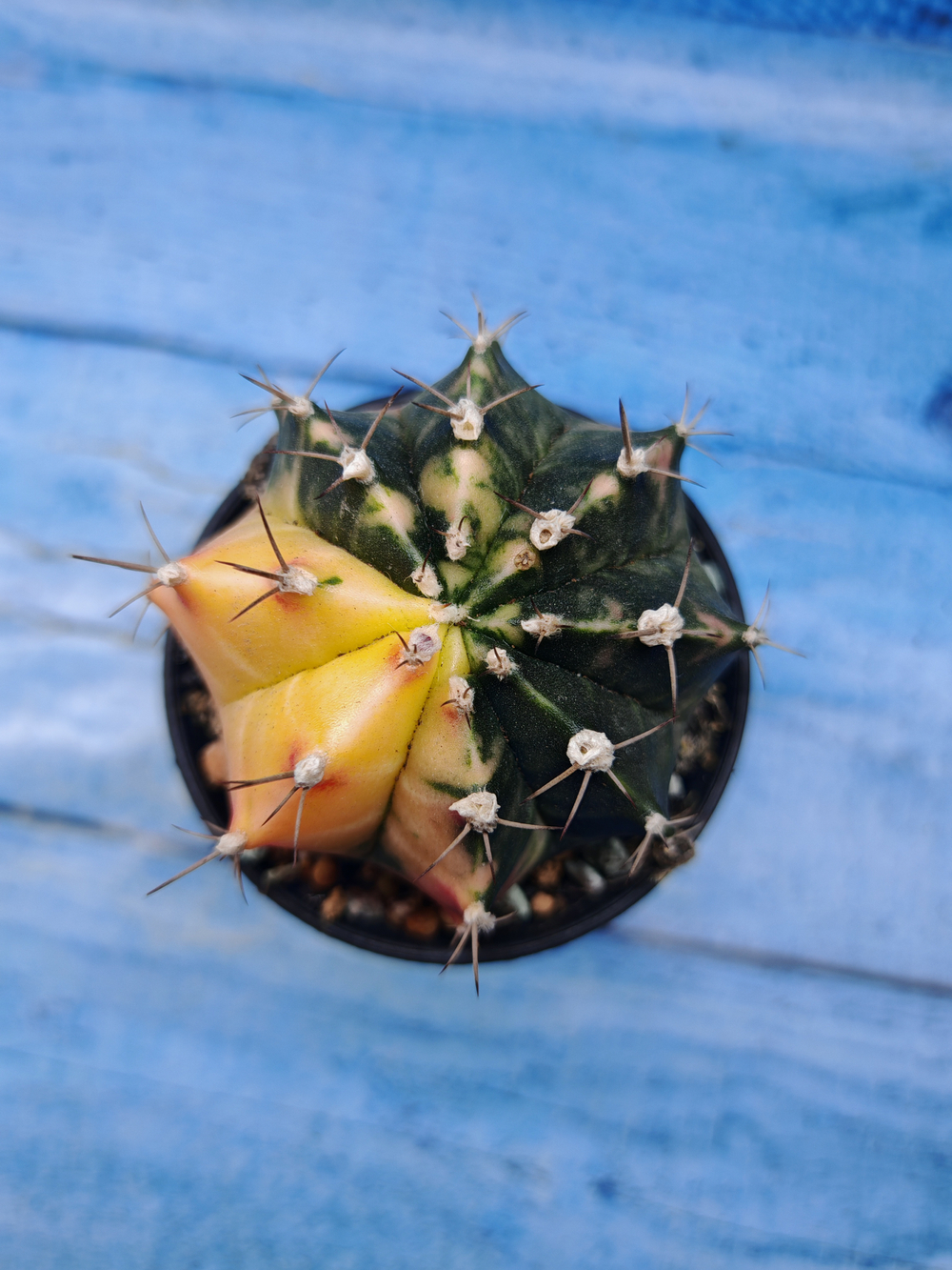 Gymnocalycium Variegata (Гимнокалициум Вариегатный)