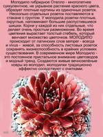 Молодило красное гибридное Отелло каменная роза многолетник