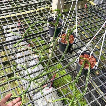 Хуперция H.HEXAGON 5"