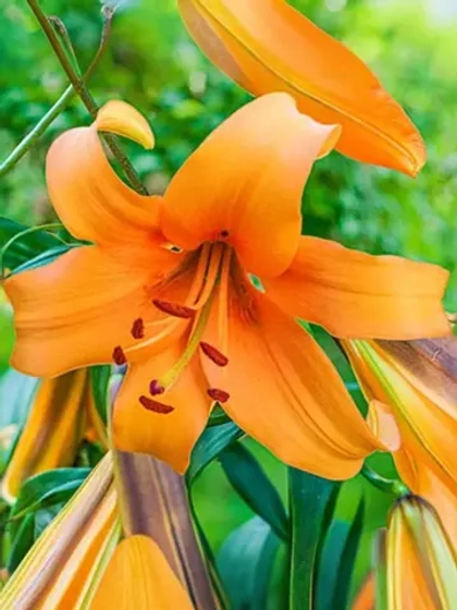 Лилия Оранж Спейс (ОТ-гибрид)
