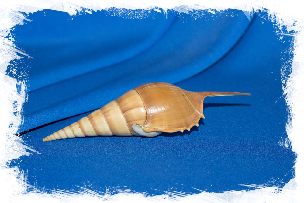 Arabian tibia, Арабская тибия