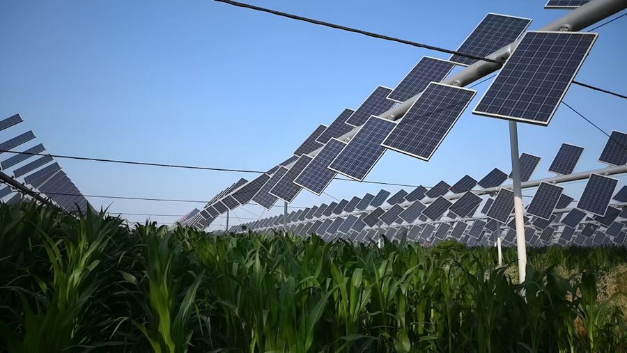 Как затенение сельскохозяйственных культур солнечными панелями может увеличить сельское хозяйство, сократить затраты на продукты питания и уменьшить выбросы, YASHEL Technologies Как затенение сельскохозяйственных культур солнечными панелями может увеличить сельское хозяйство, сократить затраты на продукты питания и уменьшить выбросы, фото №null