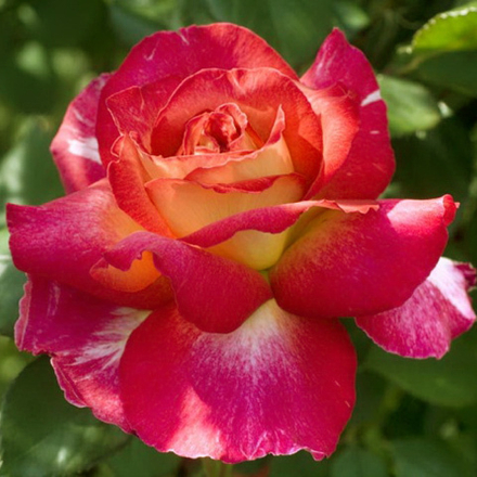 Роза чайно-гибридная Большой Театр/Bolchoi, Meizuzes, Madam Speaker