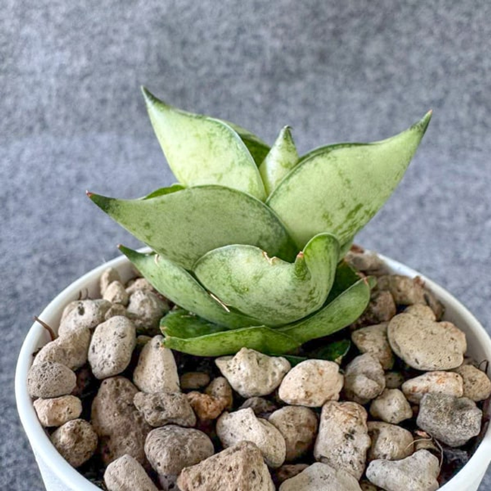 Сансевиерия GOLDEN BOY