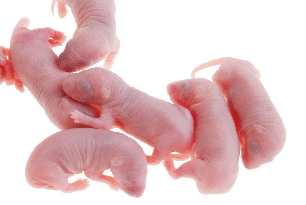 Мыши голыши