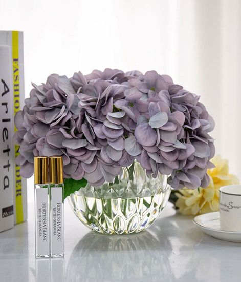 Гортензии голубые, Cote Noire