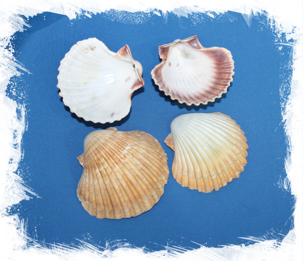 Пектен Вогдеси (выпуклая створка), 5-7см, 1шт