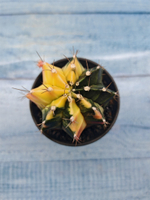 Gymnocalycium Variegata (Гимнокалициум Вариегатный)