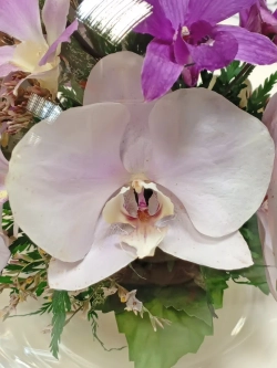 натуральные орхидеи в стекле, вакуум