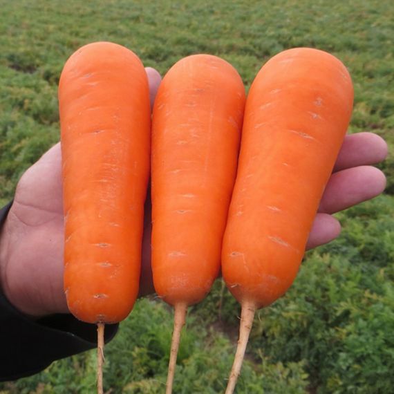 БОЛИВАР F1 семена моркови Clause описание