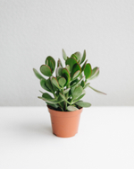 Толстянка Овата