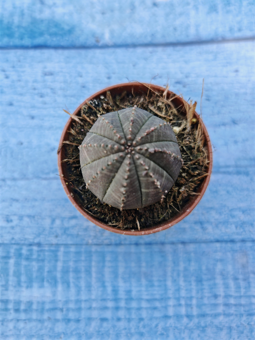Euphorbia Obesa (Эуфорбия)