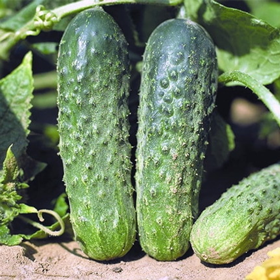 Аякс F1 семена огурца пчелоопыляемого (Nunhems / ALEXAGRO) культура – фото 2