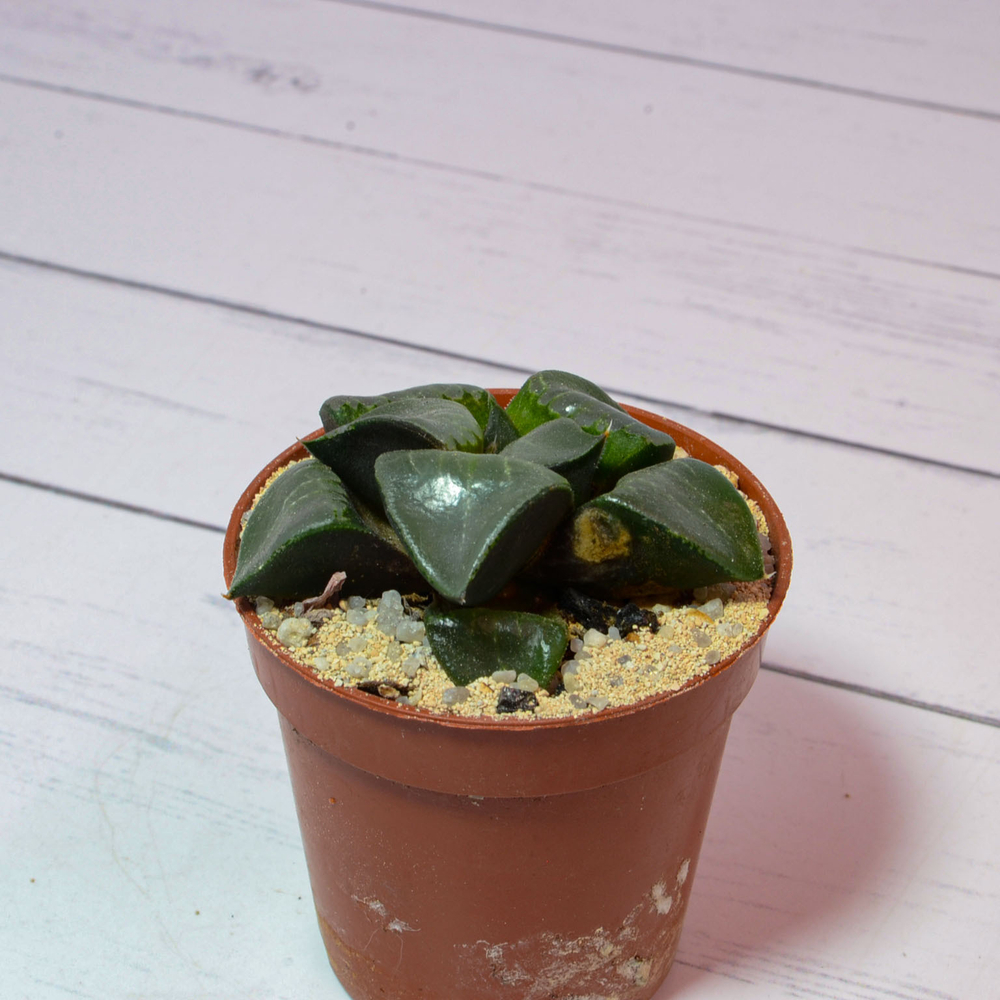 Haworthia Comptoniana moonstone (Хавортия)