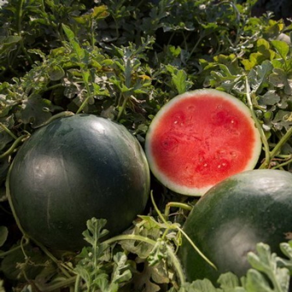 ТИТАНИЯ F1 семена арбуза Rijk Zwaan культура – фото 1