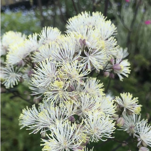 Василистник