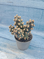 Tephrocactus Molinensis (Тефрокактус)
