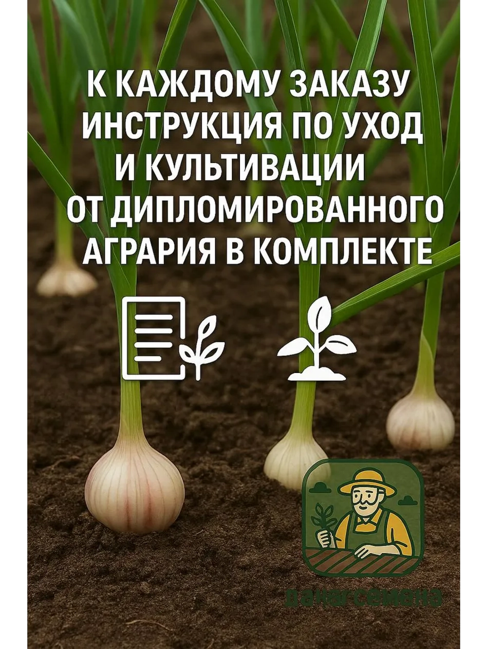 Чеснок яровой Добрыня