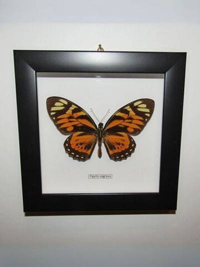 Бабочка Papilio zagreus в рамке