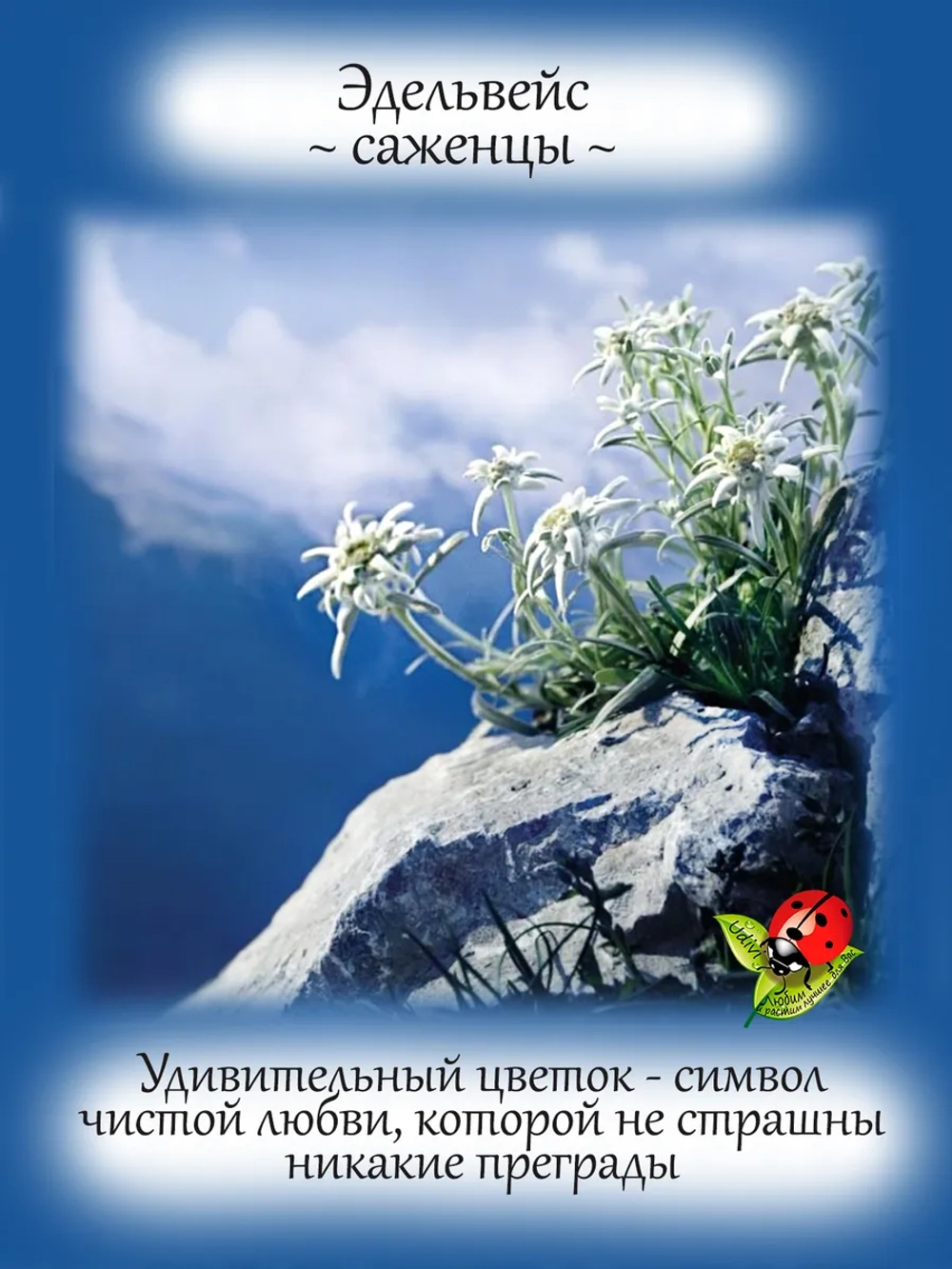 Эдельвейс горный. Цветок любви многолетний.