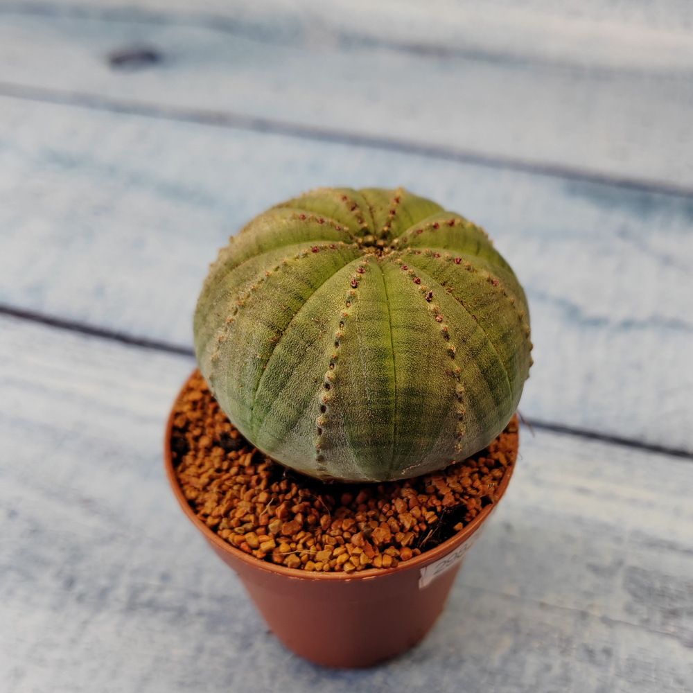 Euphoria Obesa (Эуфорбия)