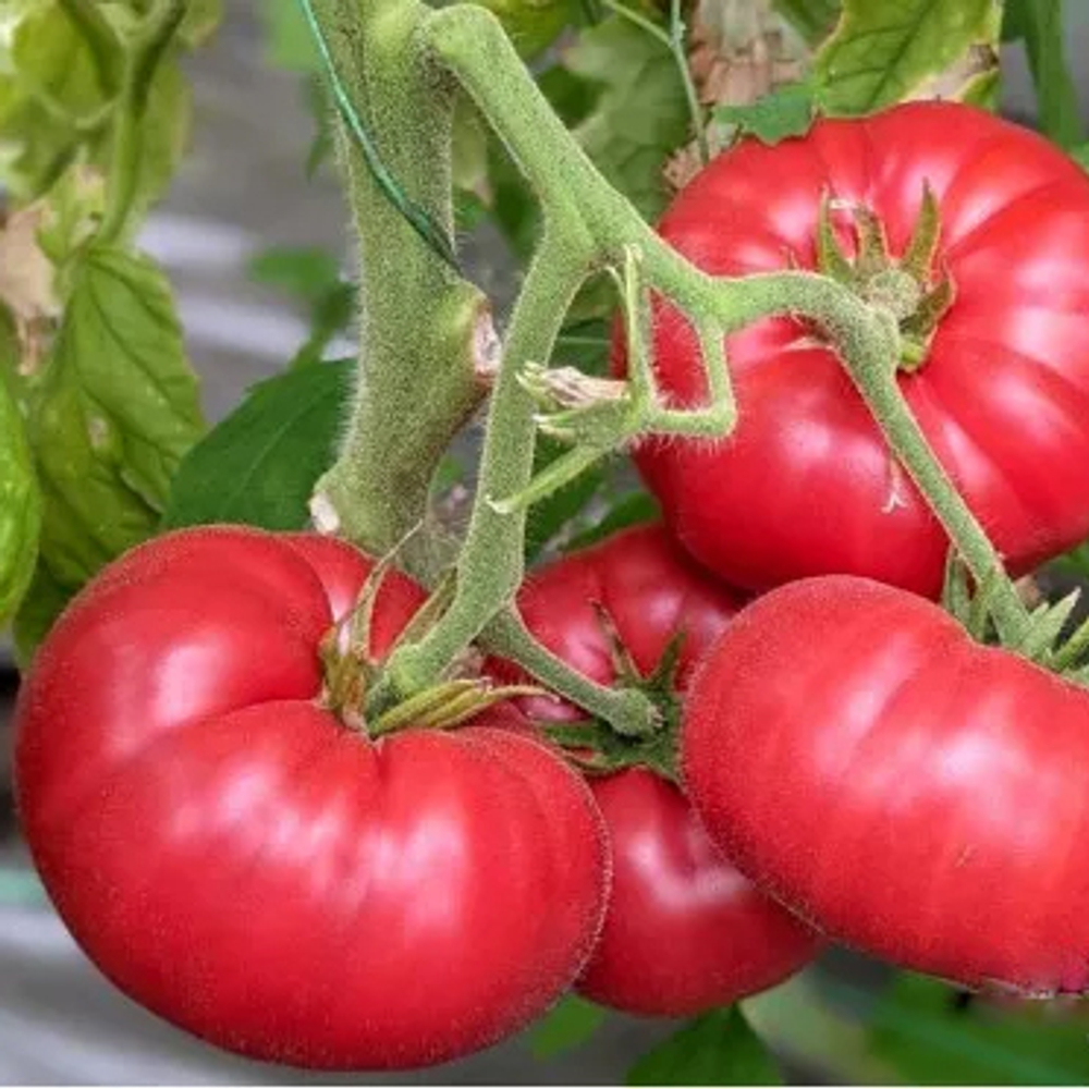 Томат Саммар F1 5шт ВитаГрин ЭКСТРА