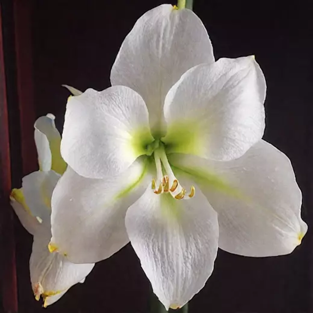 Амариллис Кристмас Гифт Закупка М80 сентябрь 2026