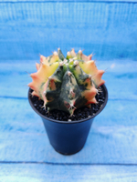 Gymnocalycium Variegata (Гимнокалициум Вариегатный)