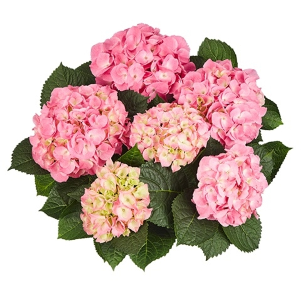 MARINE PINK/ МАРИНА ПИНК(РОЗОВЫЙ)