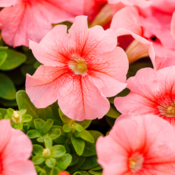 Петуния грандифлора Лимбо Джи Пи Пич (100др) Витагрин Профи