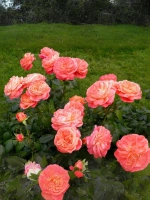 Роза флорибунда Квин оф Хартс