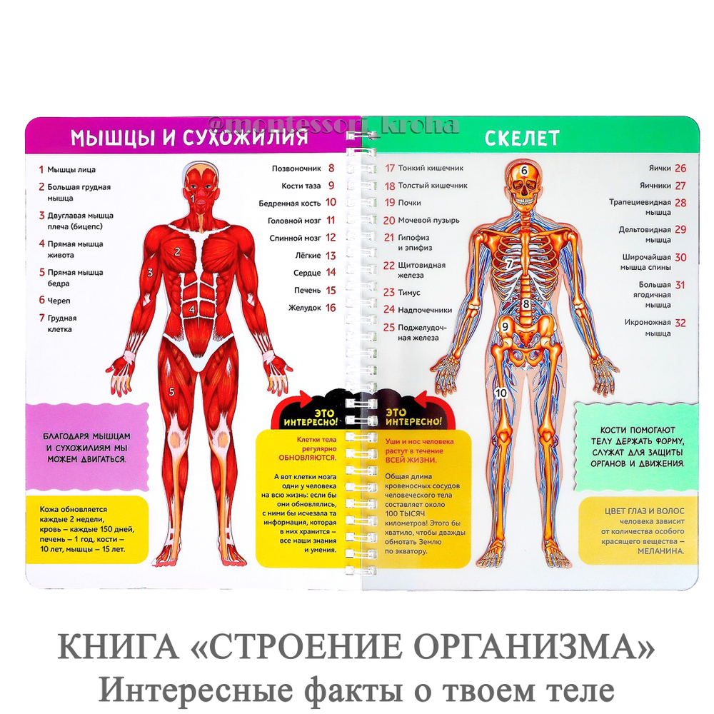 КНИГА «СТРОЕНИЕ ОРГАНИЗМА» Интересные факты о твоем теле