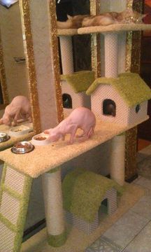 Комплекс для кошек К-165