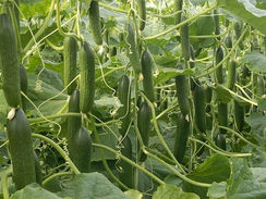 Мелен F1 семена огурца пчелоопыляемого (Enza Zaden / Энза Заден)