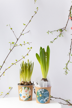 Первоцветы в праздничном стаканчике