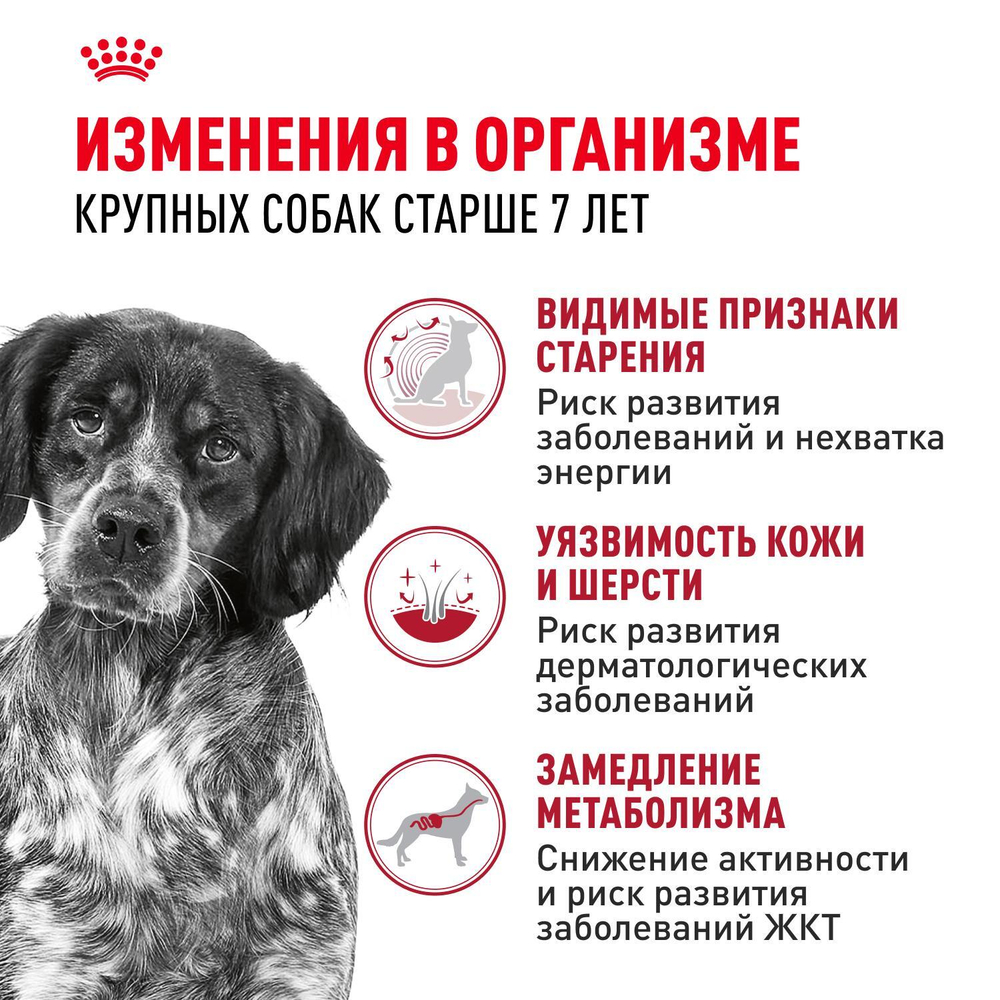 Royal Canin Medium Adult 7+ Корм сухой для взрослых собак средних размеров от 7 лет и старше 15 кг