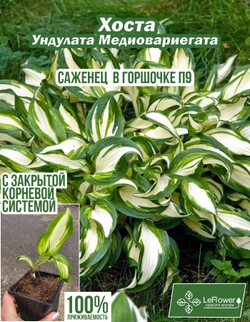 Хоста Саженец, Ундулата Медиовариегата, 1 шт