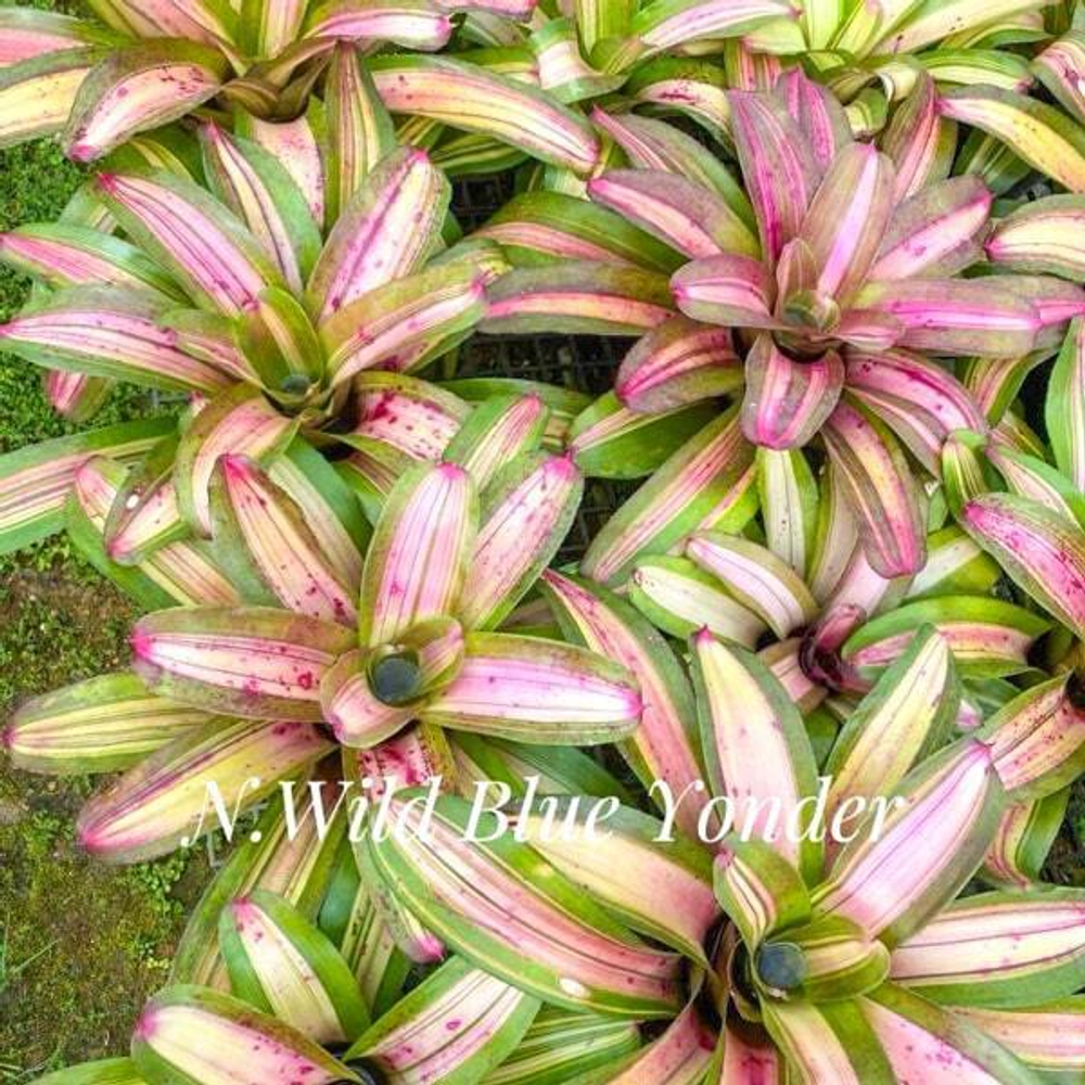 Неорегелия WILD BLUE YONDER