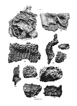Могильные древности Северянской Черниговщины | Д. Я. Самоквасова