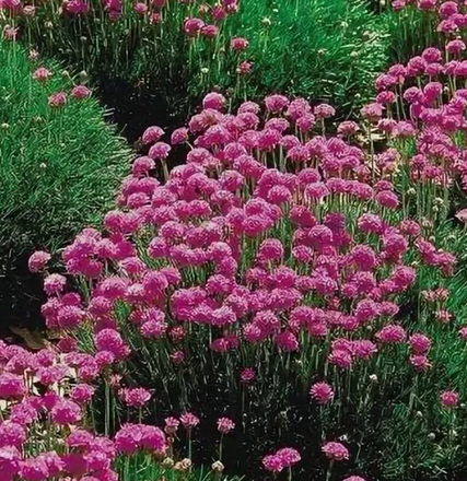 Многолетние цветы рассада на конец апреля 26