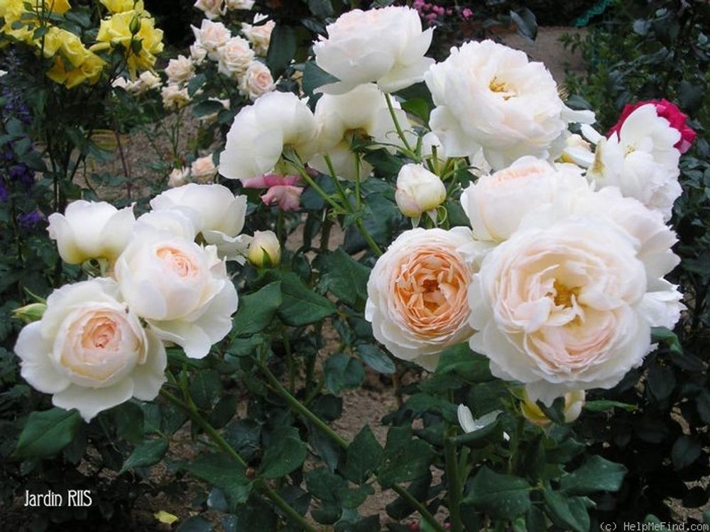 Мишель Морган (Michele Morgan)