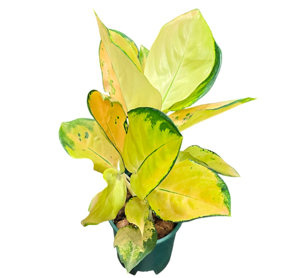 Аглаонема Кочин