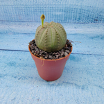 Euphoria Obesa (Эуфорбия)