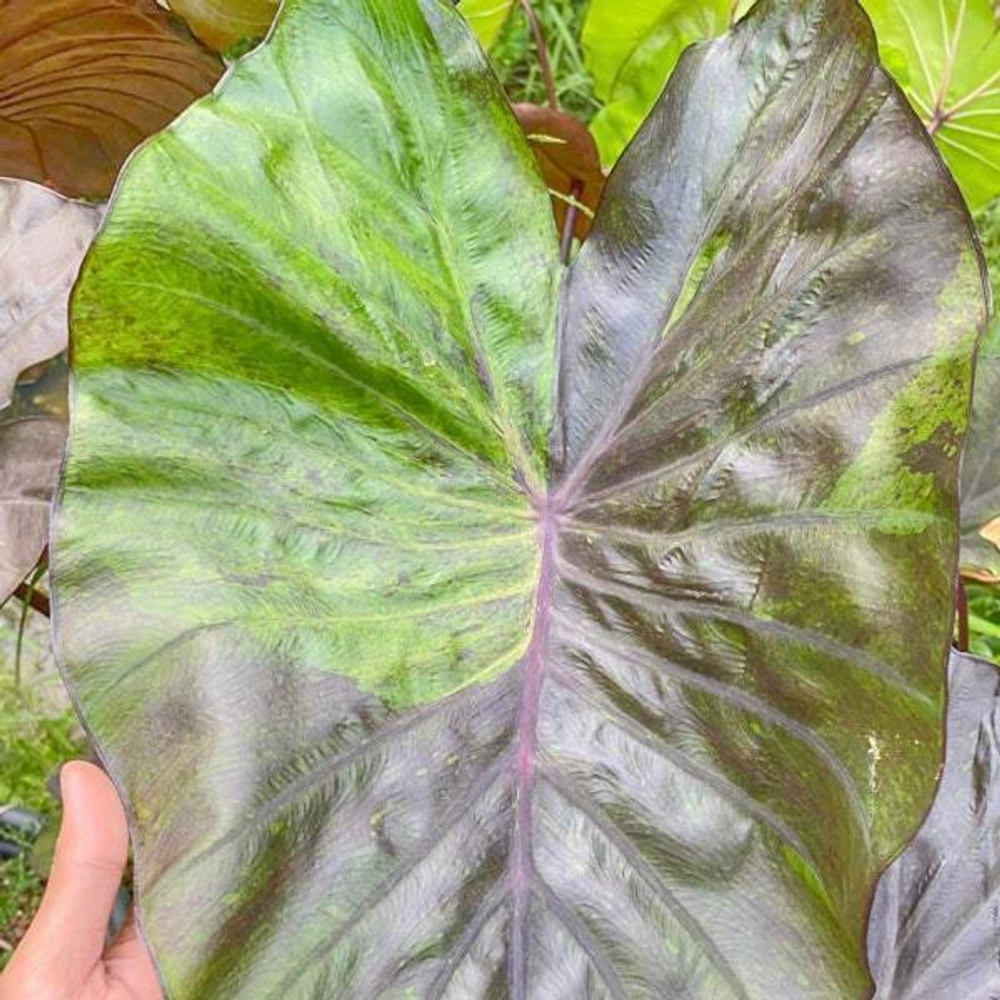 Колоказия PINK SHADOW