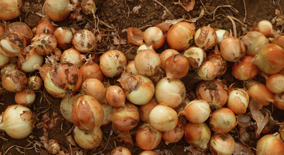 КЭНДИ F1 семена лука репчатого (Seminis | Alexagro) – фото 15