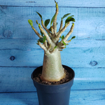Adenium Baobab (Адениум)